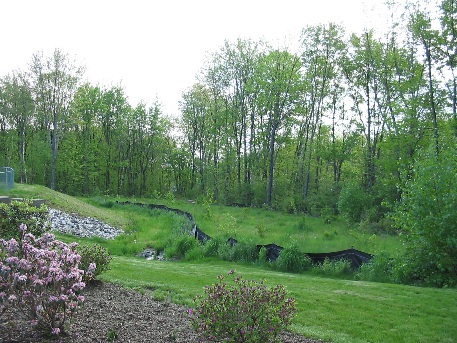 Grassy slope with flowering shrubs and forest