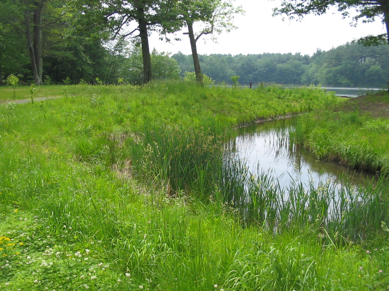 Grassy lakeside pond with reeds and trees
